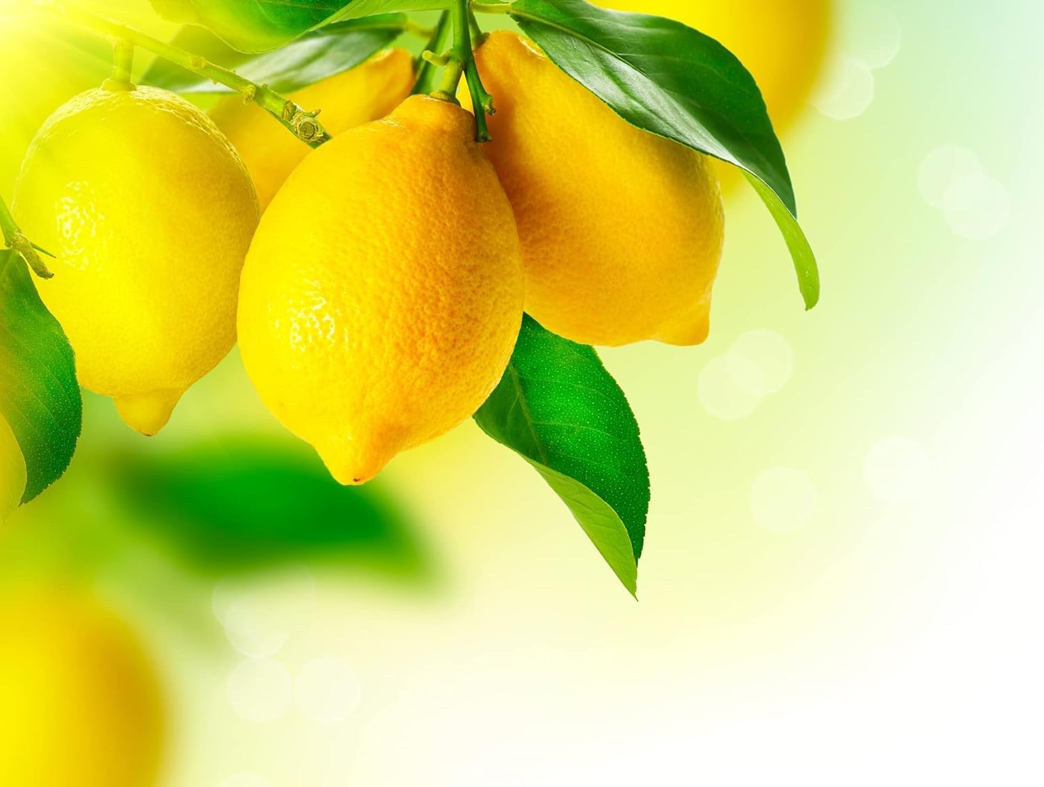 Lemon Tree Seeds for Planting - Garden Fruit Seeds (Lemon - 20 Seeds)
