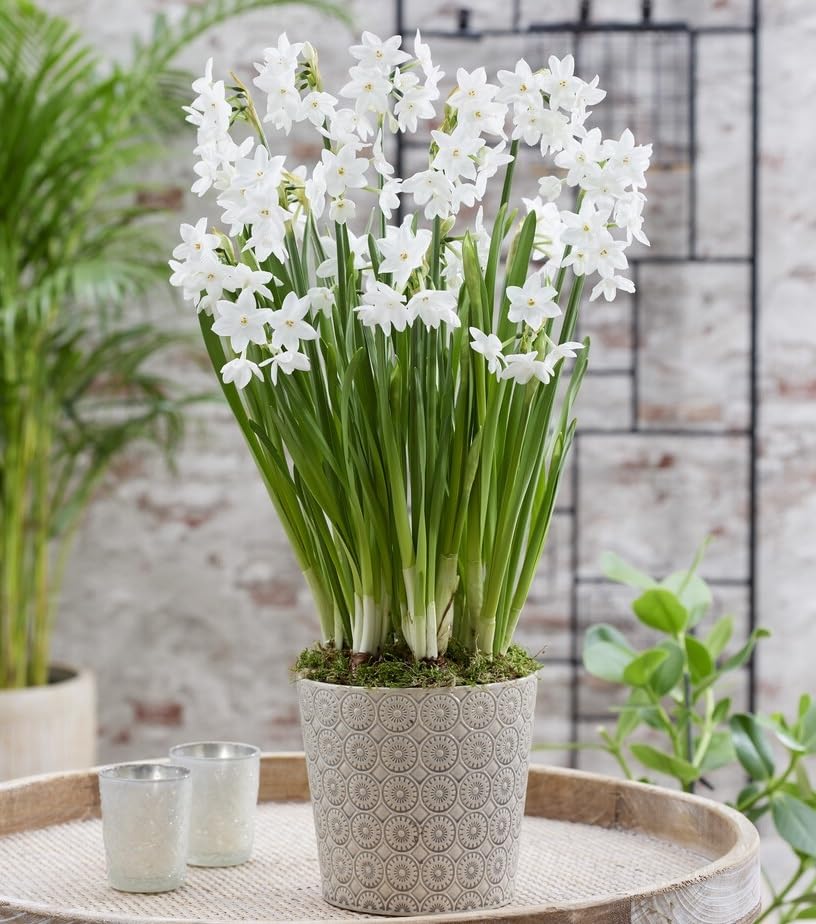 10 Christmas Daffodil Bulbs - Ziva Paperwhite Bulbs - Fast Flowering Indoor Blooms - Largest Bulbs Available - Paperwhite Bulbs for Forcing Indoors, Bonsai Plant