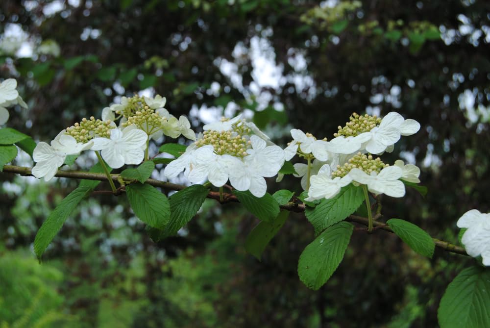 Serviceberry Seedlings for Planting - (Amelanchier arborea) Juneberry Bushes