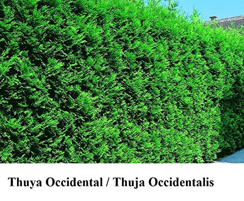 American Arborvitae, White cedar, Thuja occidentalis, Tree Seeds (Evergreen) 50