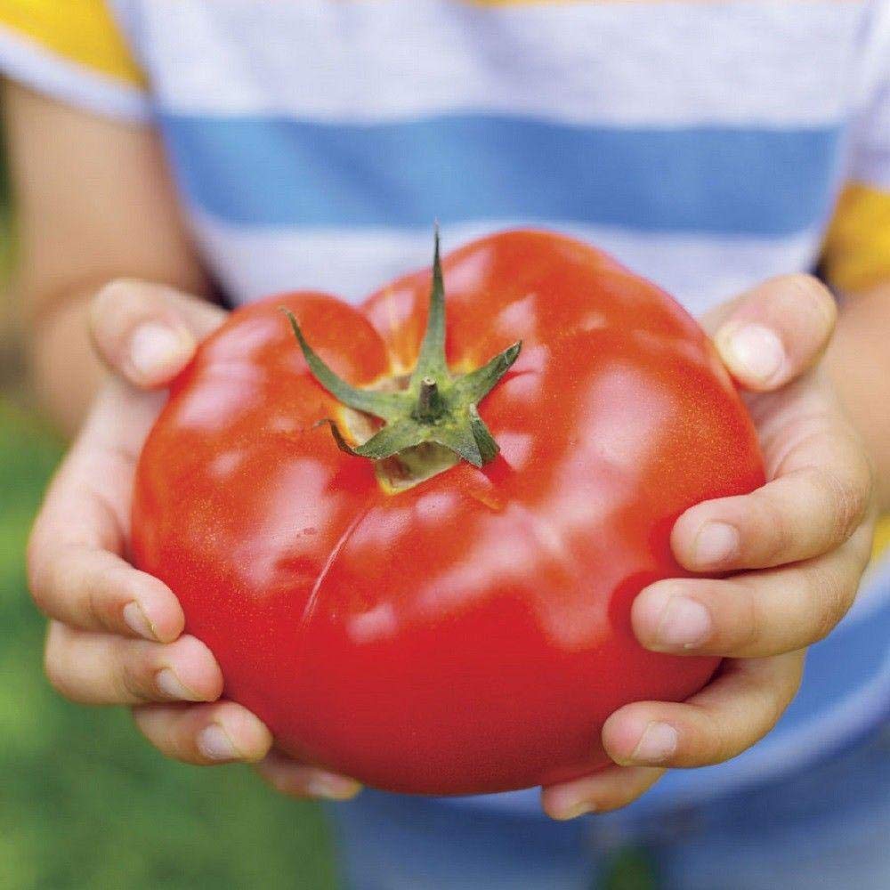 Big Beef Tomato Seeds (30+ Seed Package)
