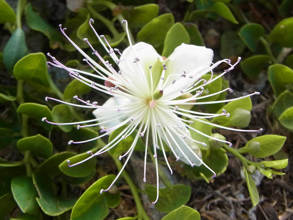 20 CAPER BUSH Edible Capers Flinders Rose Flower Capparis Spinosa Shrub Seeds