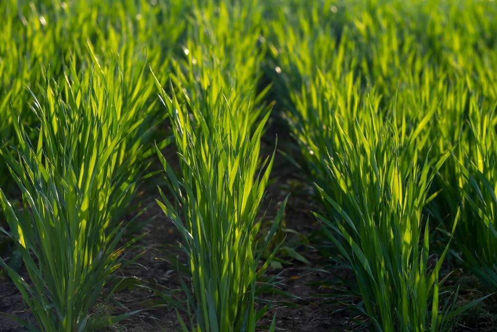20 Pounds Premium Winter Rye Cover Crop Seeds - Non-GMO Rye Grain