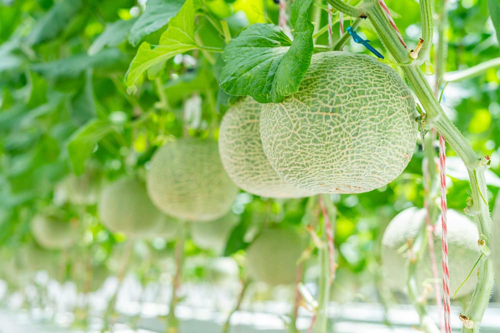 Best Cantaloupe Seeds to Grow (100+ Seeds) - Made in USA, Ships from Iowa - Hales Best Cantaloupe
