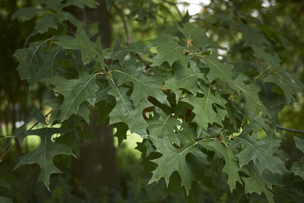 Bur Oak Tree Seeds for Planting | 5 Big Healthy Seeds | Bur Oak is Prized for Attractive Look and Fuzzy Acorns