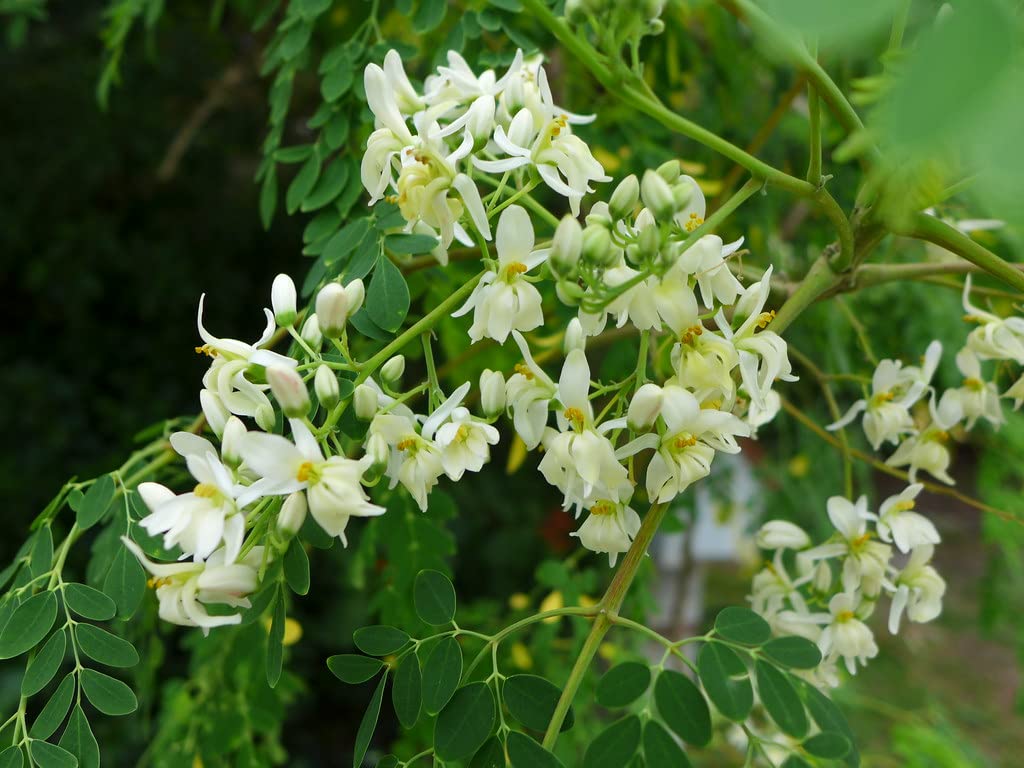ENDLESS FOREST FARMS 25+ Seeds The Tree of Life - The Moringa Tree Easy to Grow, Fast Growing Tree