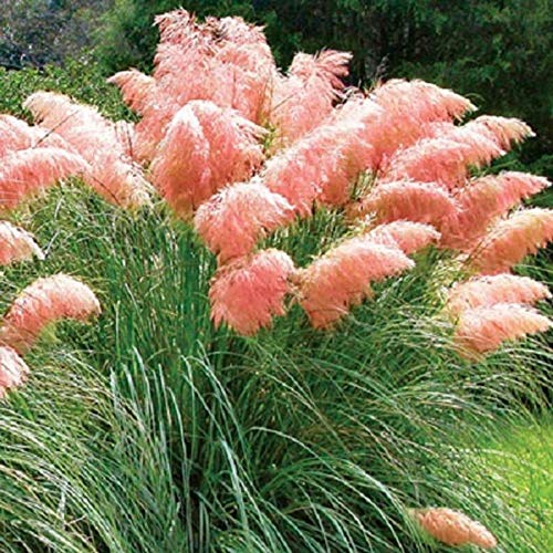 Giant Pink Pampas Grass Seeds - 100 Seeds - Ships from Iowa, Made in USA