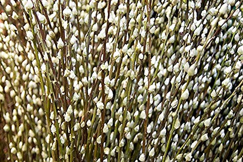 Rare Bonsai Pussy Willow Cutting - Thick Rootstock - Made in USA, Ships from Iowa