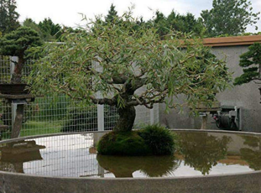 Jumbo Bonsai Tree Dragon Claw Willow - 3 foot tall Trunk approx 2-3 inches Thick