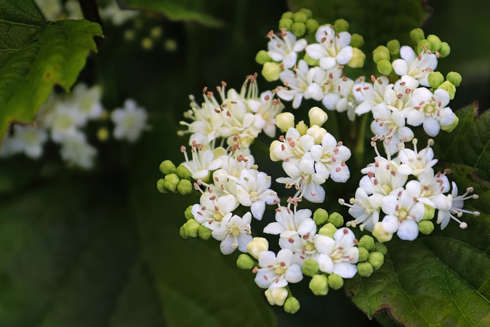Arrowwood Bush Seedlings for Planting - (Viburnum recognitum)