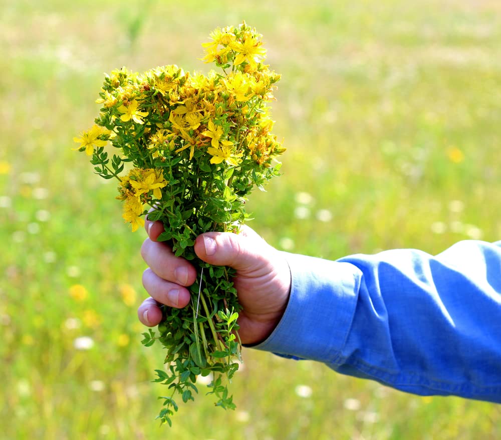 St John Wort Herb Seeds for Planting (500 Seeds) - Hypericum perforatum
