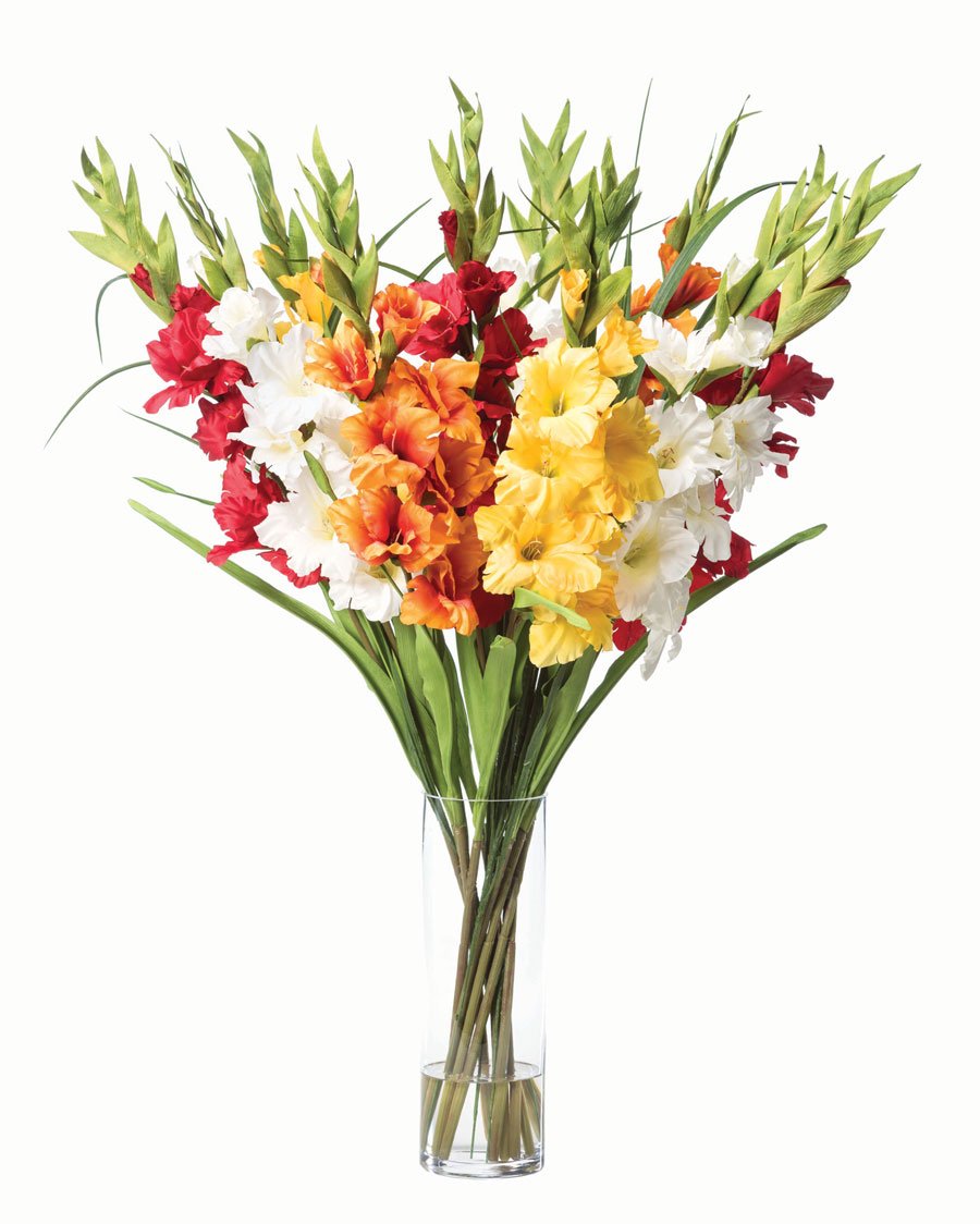 Gladiolus Flower Bulbs - Rainbow Mix - 20 Bulbs - Mixed Flower Bulbs, Bulb Attracts Bees, Attracts Butterflies, Attracts Hummingbirds, Attracts Pollinators, Easy to Grow & Maintain, Container Garden