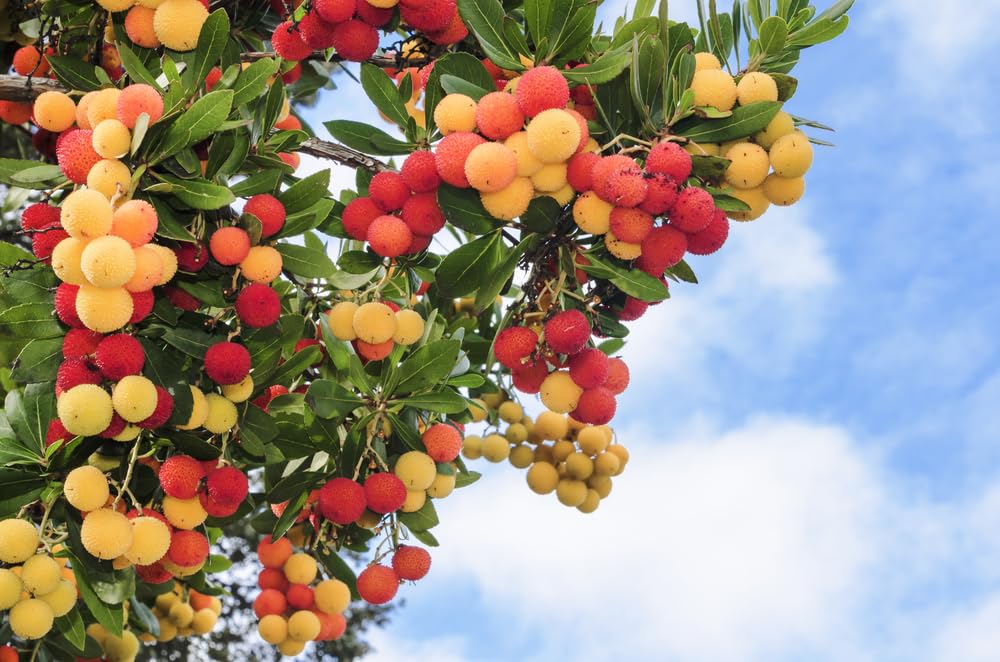 30 Strawberry Tree Seeds - Arbutus unedo - Non-GMO Seed. Made in USA