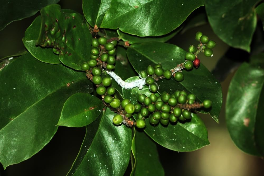 5 Rare Seeds of Bignay, Buni, Salamander Tree - Antidesma bunius