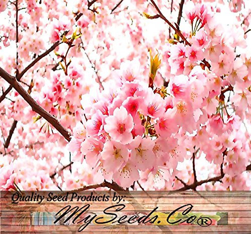10 JAPANESE CHERRY TREE Pink Cloud Oriental Sweet Prunus Serrulata Flower Seeds