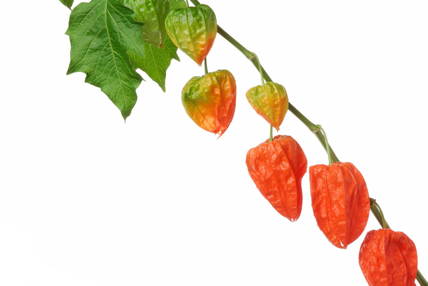 Chinese Lantern Seeds for Planting | 100+ Seeds | Stunning Lantern Like Blooms, Ground Cherry - Physalis alkekengi