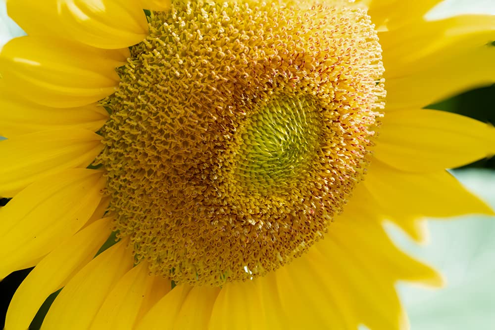 Mammoth Sunflower Seeds for Planting | 100+ Seeds | Grow Amazing Giant Sunflower