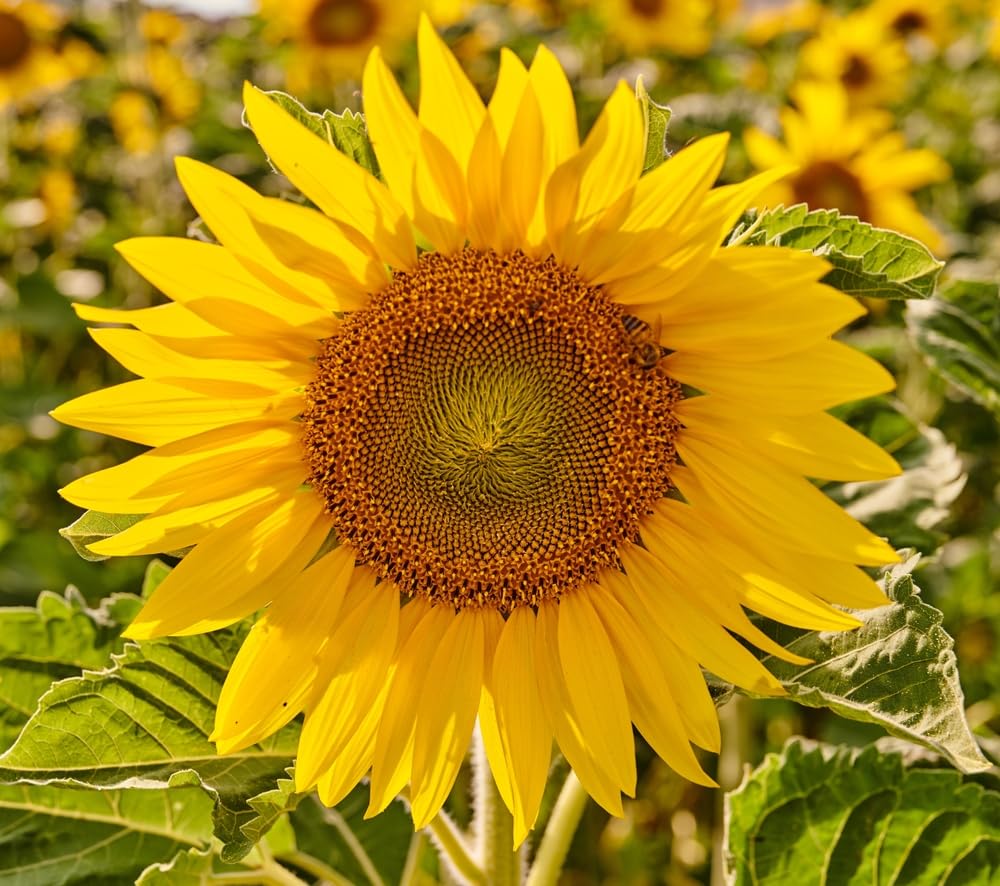 Mammoth Sunflower Seeds for Planting - Grow Giant Sunflowers