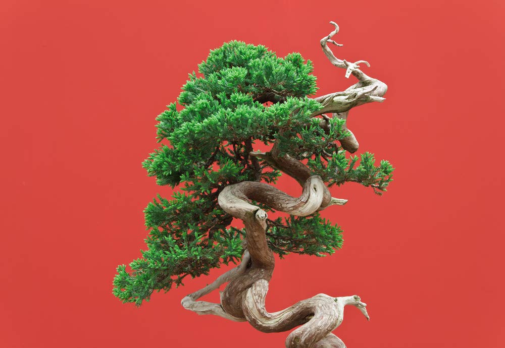 Black Spruce Bonsai Tree Seeds for Planting | 20 Seeds | Popular Coniferous Tree for Bonsai