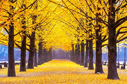 Gingko Biloba Tree Seeds to Plant - 5 Seeds - Edible Leaves Promote Memory and Vigor - Ginko Seeds
