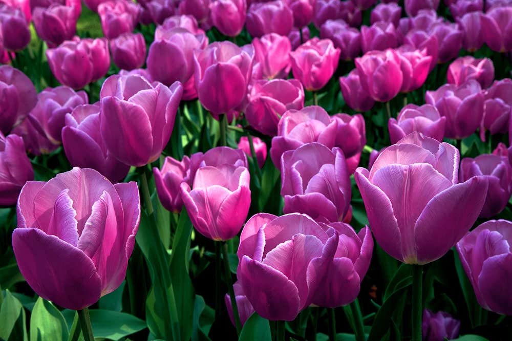 10 Purple Tulip Bulbs for Planting - Easy to Grow - Made in USA, Ships from Iowa