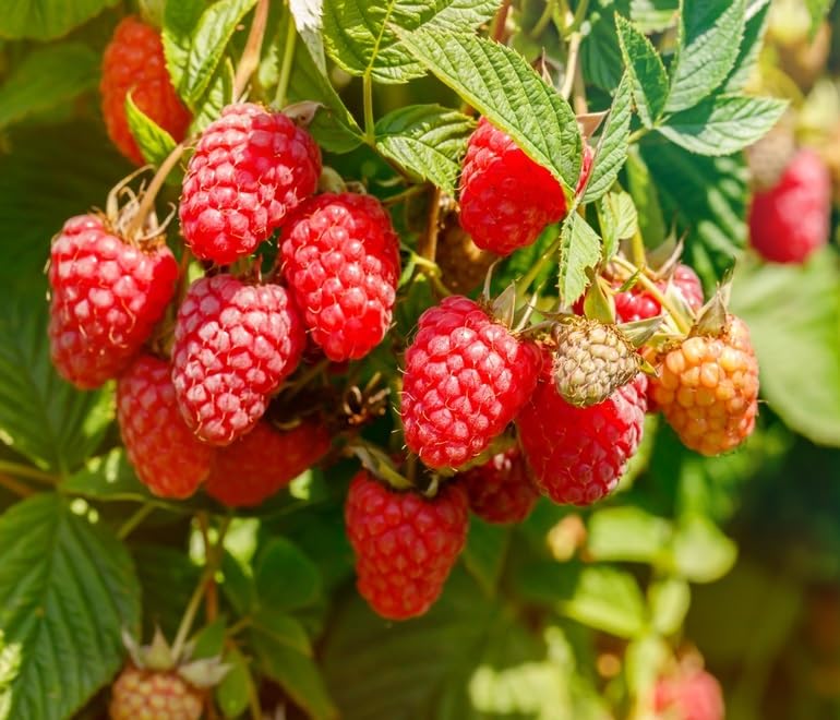 Red Caroline Raspberry Plants to Grow - Easy to Grow Rooted Plants - Grow Delicious Raspberry Fruits
