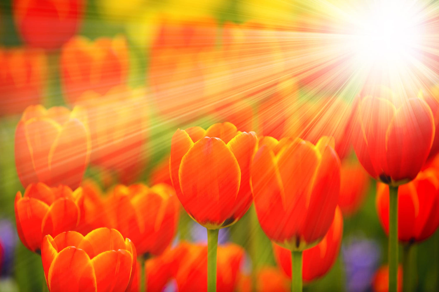Daydream Tulip Bulbs - 10 Bulbs - Ships from Iowa, USA - Vibrant Orange Tulips, Award Winning