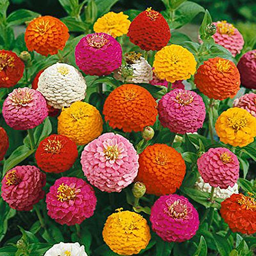 Cut and Come Back Zinnia Seeds for Planting - 250+ Seeds - Vibrant Colors Come Back All Season
