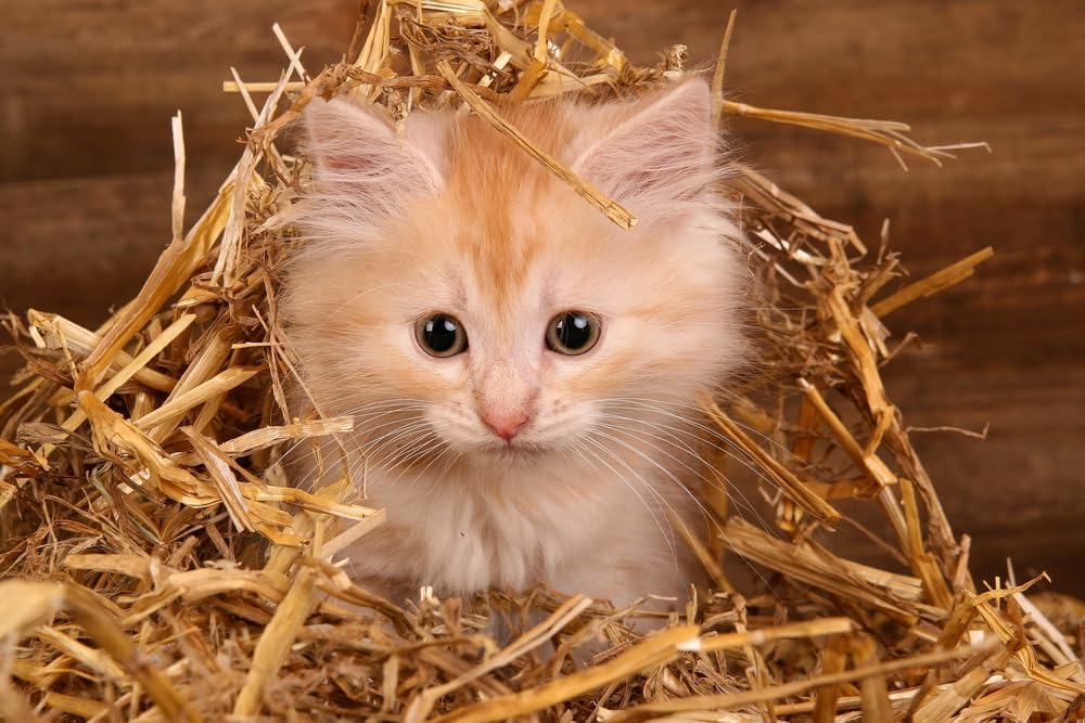 Natural Wheat Straw - 1 LB Dry Straw, Clean and Soft Decorative Straw Bale for Stray Cats Dogs Yard Farm Pets Garden Mulch Grass Cover