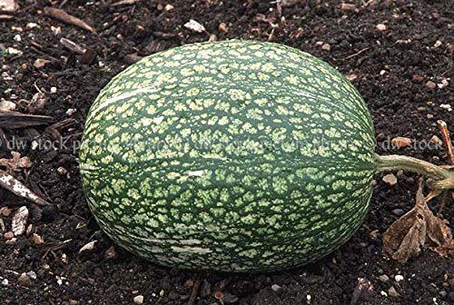 10 Shark Fin Squash/Melon, Gom bo Seeds - AkA,Malabar Gourd, Seven Year Melon.