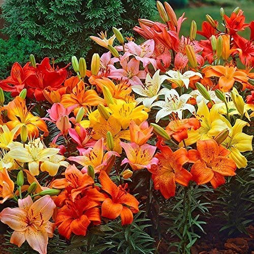 Lily Bulbs for Planting, Mixed Color - Lilium Flower Bulbs, Fresh Dug and Ready to Plant