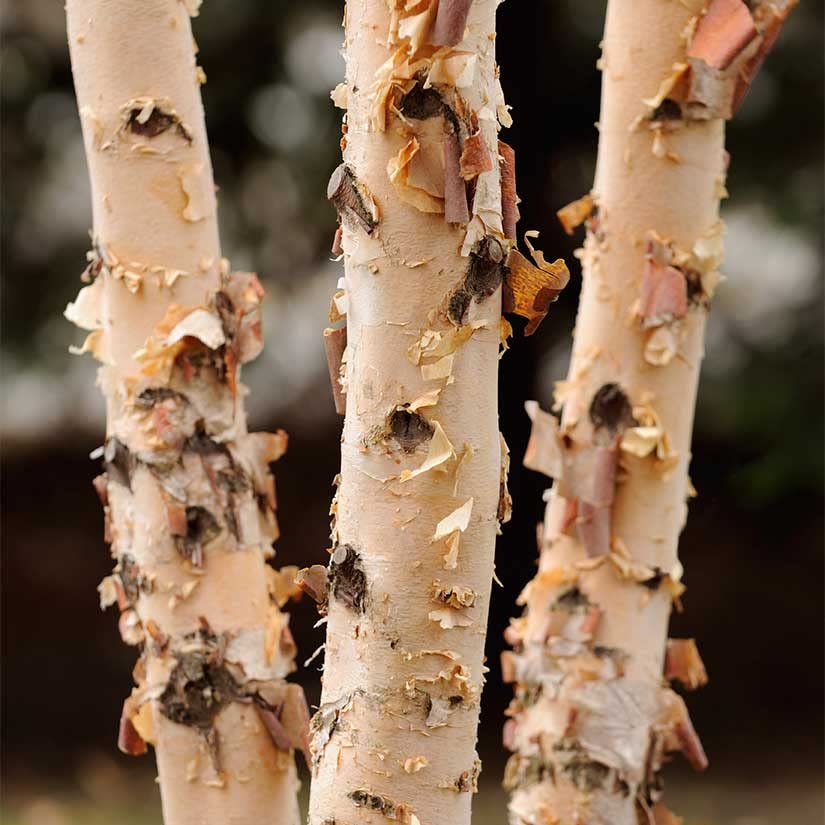 River Birch Trees for Planting | Live Tree Seedlings - No Ship to California
