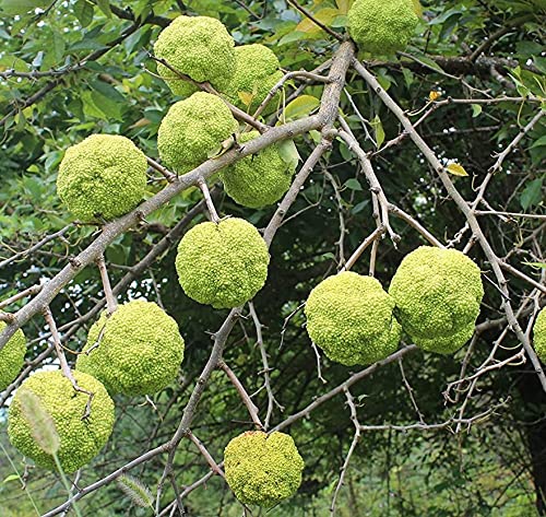 30 HEDGE APPLE SEEDS Osage Orange Horse Apple Monkey Ball Maclura Pomifera Tree Seeds