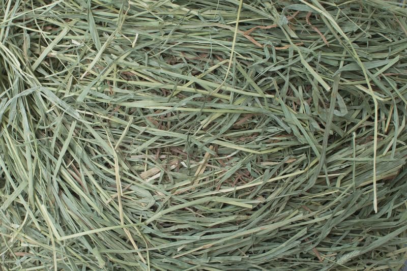 CZ Grain 15 Pounds of Timothy Hay Pet Food for Rabbits, Guinea Pigs, and Other Small Animals