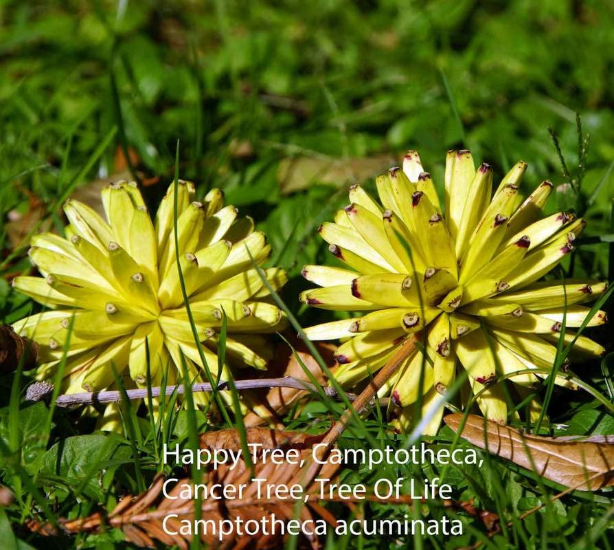 Happy Tree Seeds for Planting (30 Seeds) - Camptotheca acuminata