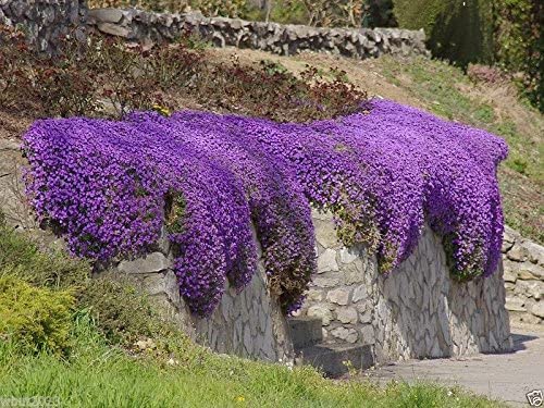 100 Aubrieta Seeds - Cascade Purple Flower Seeds, Rock Cress, Perennial, Deer Resistant