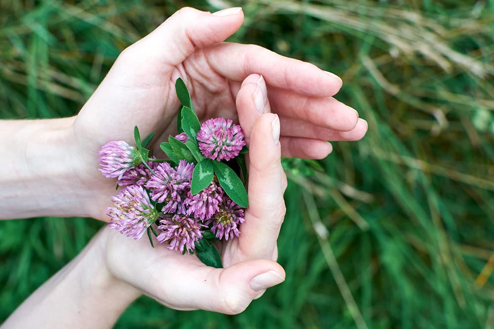 Red Clover Seed - 500+ Seeds - Great from Food Plot, Cover Crop, Pasture Mix - Perennial Red Clover