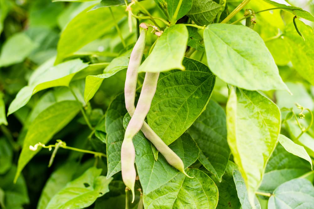 Navy Beans Seeds for Planting(50 Seeds) - Grow White Kidney Beans