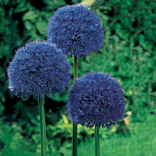 Persian Blue Allium 2 Large Bulbs 12cm Perennial Plant Purple Late Spring Bloom