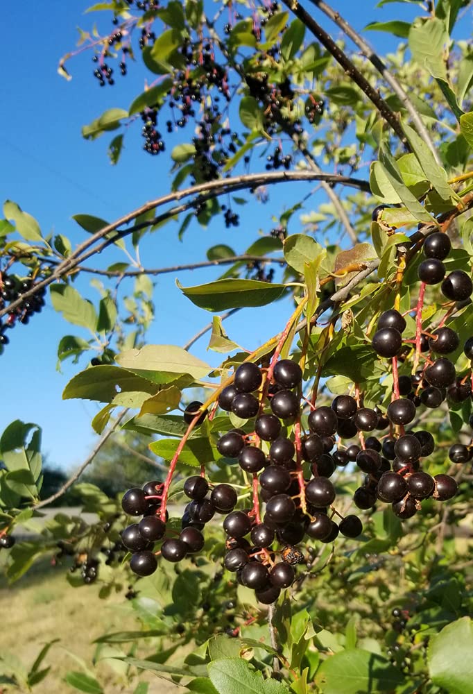 Chokecherry Seeds for Planting - 30 Seeds - Great for Jam or Syrup (Edible, Fall Color, Hardy)