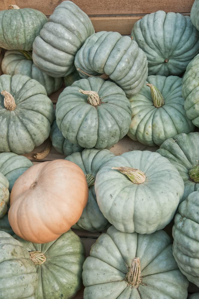 Queensland Blue Pumpkin Seeds | 10 Seeds Packet | Easy to Grow