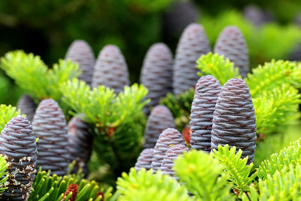 Korean Fir Tree Seeds - 20 Seeds - Prized Blue Cones - Ships from Iowa.