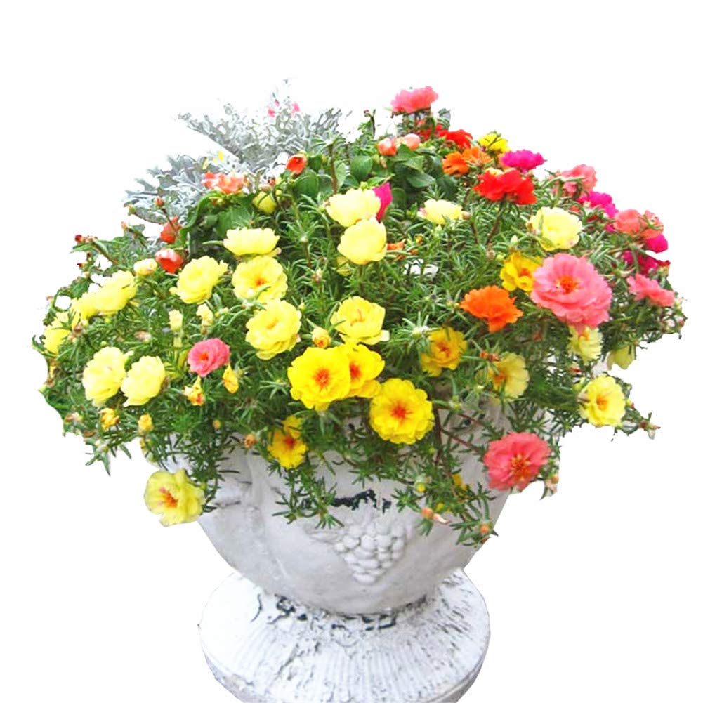 Portulaca grandiflora Moss Rose Mixed Color Flower 1000 Seeds