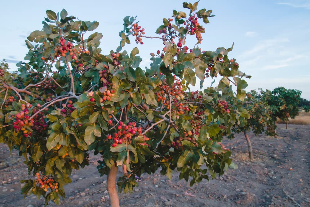 10 Pistachio Nut Tree Seeds for Planting - Pistacia Vera