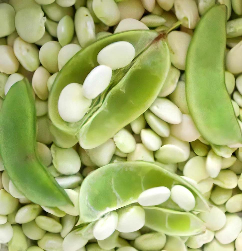 50 Lima Bean Seeds for Planting - Easy to Grow - Fordhook 242 Lima Bean, Award WInning