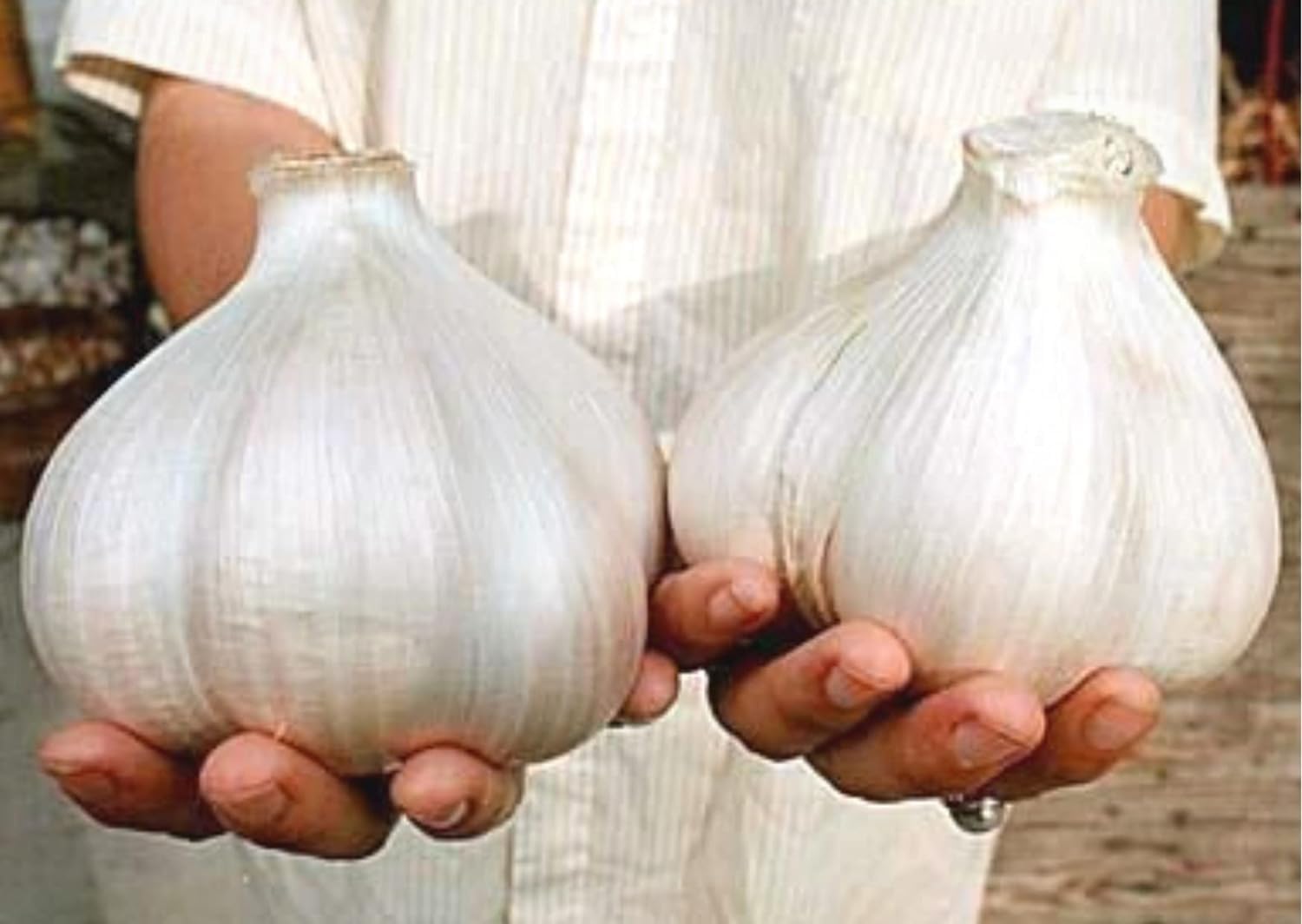Fresh Elephant Garlic Cloves for Planting - Easy to Grow Your Own Food