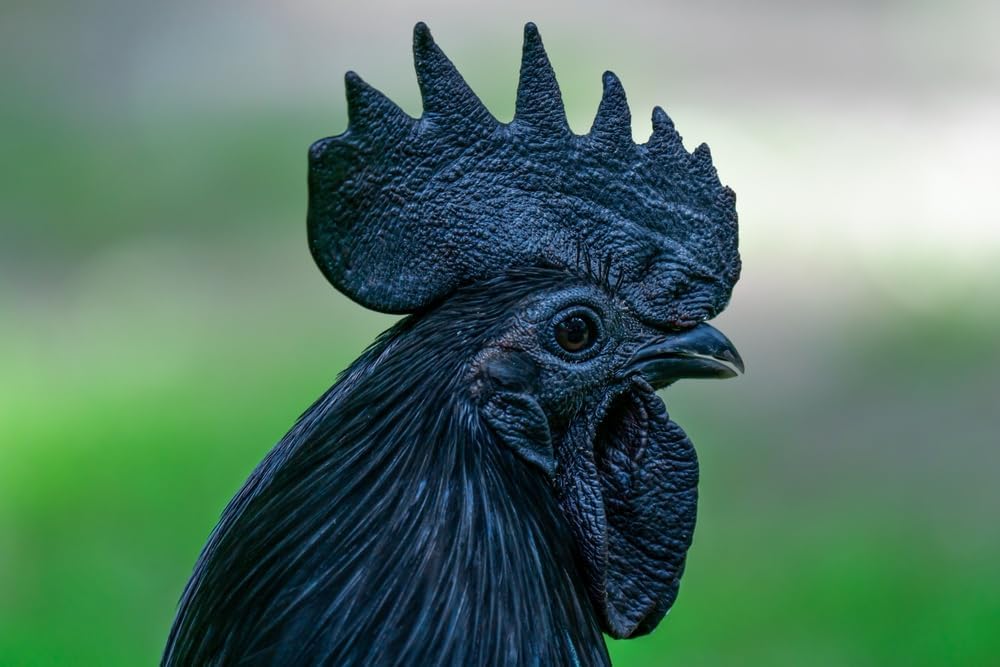 CZ Grain Ayam Cemani Chicken Eggs for Hatching - Fertile Eggs - Rare All Black Chickens Eggs (6 Eggs)