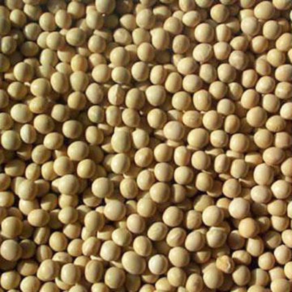 Noteboom Farms LLC Soybeans - 24 pounds (lbs.) Soy Tofu Soymilk