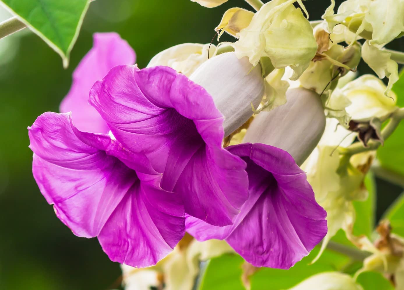 Elephant Creeper Vine Seeds for Planting (100 Seeds)
