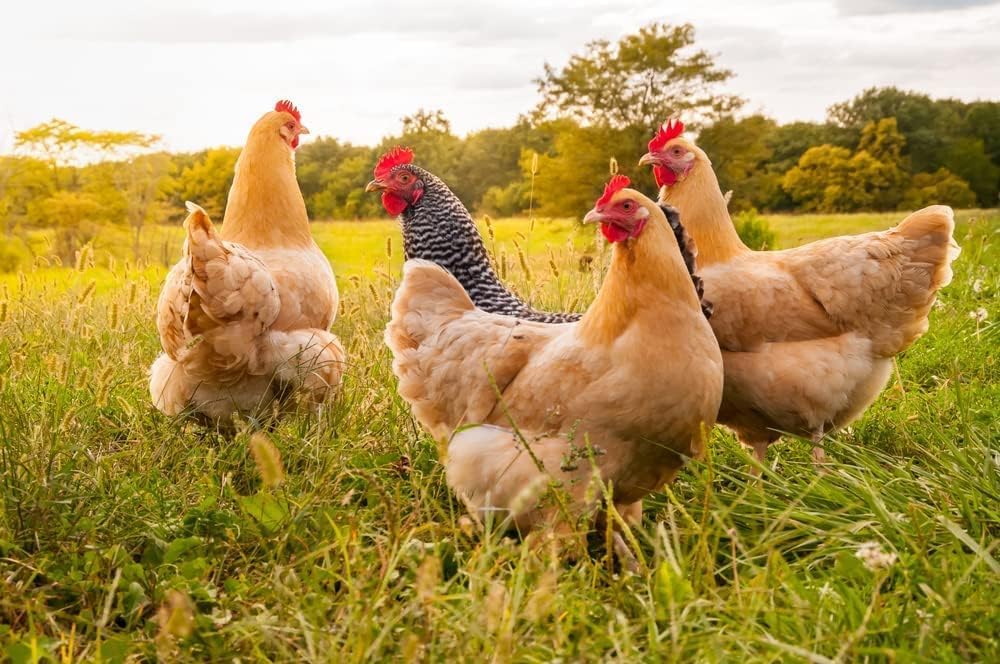 Fertile Chicken Eggs for Hatching - Hatch and Raise Your own Chickens